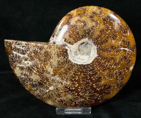 Cleoniceras Ammonite Fossil - Madagascar #16944